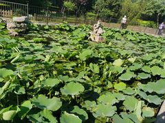 -莲花池公园