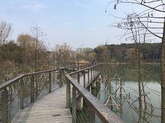 -昆山城市生态森林公园