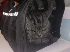 -纳吉亚猫专科动物医院·北北分院