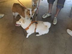 -百好乐宠物友好餐厅(朝外大街店)