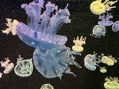 -欢乐海岸海洋奇梦馆