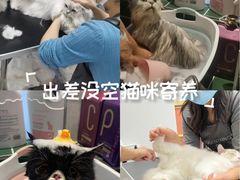 -山宅一喵德文卷毛猫舍