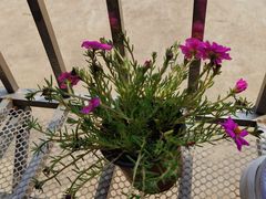 -华中科技大学同济医学院附属同济医院(汉口院区)