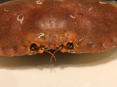 -安蒂娅·海鲜自助餐厅(安蒂娅美兰酒店)