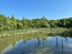 -上海吴淞炮台湾国家湿地公园