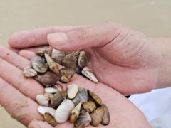 -玫瑰海岸文化旅游度假区