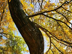 -千年银杏谷文化旅游区