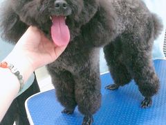 -福懋动物医院·犬猫全科·外科·重症科(杏林分院)