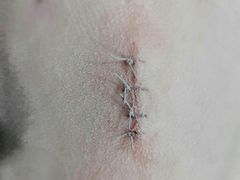 -菲丽丝宠物医院·24小时·猫科中心·免疫点(淮海分院)