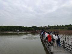 -大湾区中央湿地公园