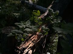 -阿尔山市大兴安岭奥伦布坎景区