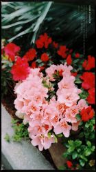 -中谷小南国花园酒店·宴会厅