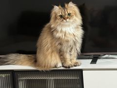 -瑞派动物医院·绝育·犬猫全科·预防医学(光景江南中店)