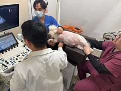 -芭比堂动物医院·24小时·眼科中心(深圳中心)