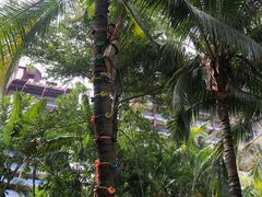 -三亚湾海居铂尔曼度假酒店