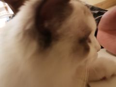 -滚猫咖啡·猫咖·猫友好撸猫(未来城店)