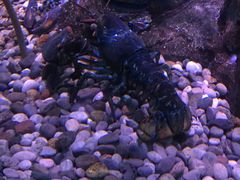 -瑞普利水族馆