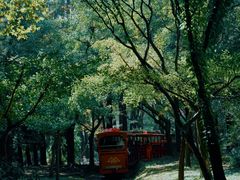 -上海共青森林公园