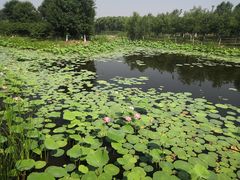 -东郊湿地公园