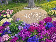 -青枫公园