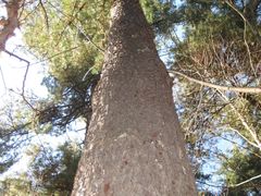 景点-五营红松林海景区