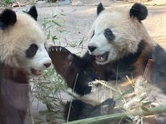 -都江堰中华大熊猫苑