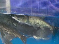 -香山湖渔家大院