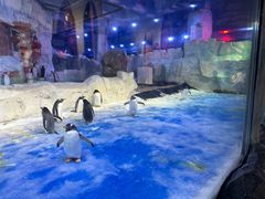 -芜湖新华联大白鲸海洋公园