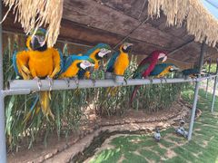 -西霞口神雕山野生动物世界