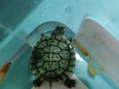 -瑞派·关忠动物医院·异宠专科·犬猫肿瘤·皮肤专科(望京店)