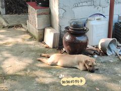 -东莞市大岭山森林公园