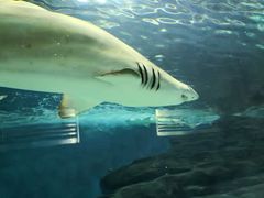 -上海海洋水族馆