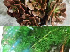 -中环花鸟鱼虫市场