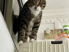 -瑞派动物医院·猫专科·至诚(江南中分院)