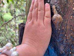 -西双版纳原始森林公园