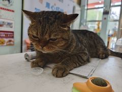 -纳吉亚猫专科动物医院博雅分院