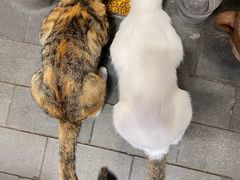 -嘉凌码头·重庆特产手工火锅底料(洪崖洞九楼店)