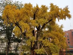 -清华大学玉泉医院