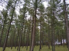 -塞罕坝国家级自然保护区