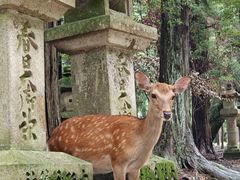 -奈良公园