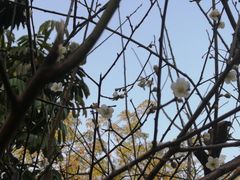 -玉树公园