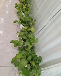 -玛尼瑜伽·普拉提