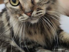 -李小姐の猫咖啡馆(五角场店)