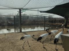 -盐城丹顶鹤湿地生态旅游区