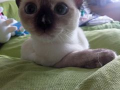 -达爱动物医院·犬猫分区·CT·复杂眼科(远洋山水分院)