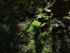 -西芳寺(苔寺)
