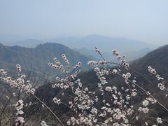 -大岭沟猕猴桃谷风景区