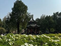 -洛阳白马寺