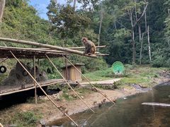 -西双版纳原始森林公园