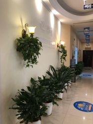 -碧莲盛·不剃发植发